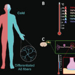 Cold Showers and Hormesis: A Biohacker’s Perspective